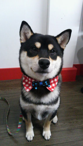 黒柴犬の蘭丸の写真